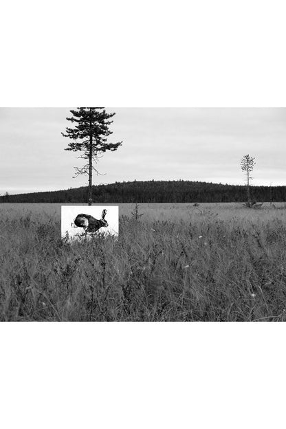 Poster, Mountain Hare - Poster - Teemu Järvi Illustrations - 65° NORD - 65 Grad Nord - Scandinavian Concept Store - Skandinavisch wohnen - Skandistil - Skandinavien - Skandinavisch - Einrichtungsstil - Geschmack
